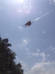 Araneus bicentenarius