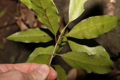 Actephila mooreana