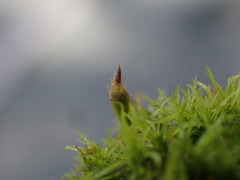 Ulota intermedia