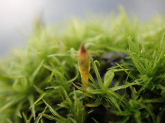 Ulota intermedia