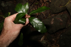 Actephila mooreana