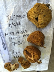 Suillus megaporinus
