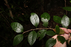 Cleistanthus cunninghamii