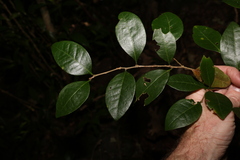 Cleistanthus cunninghamii