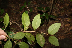 Cleistanthus cunninghamii