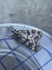Scoparia pyralella