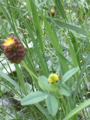 Trifolium spadiceum