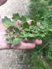 Ribes leptanthum