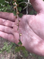 Ribes leptanthum