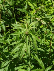 Eupatorium cannabinum