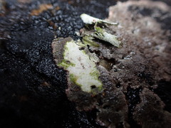 Caloplaca litoricola