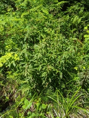 Eupatorium cannabinum