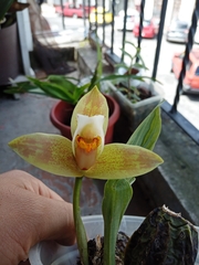 Lycaste deppei