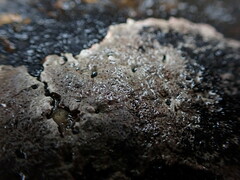 Caloplaca litoricola