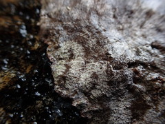 Caloplaca litoricola