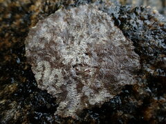 Caloplaca litoricola