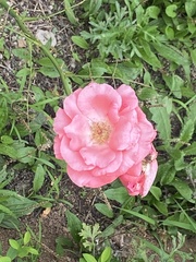 Rosa chinensis