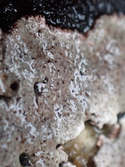 Caloplaca litoricola