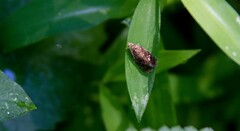 Olethreutes astrologana