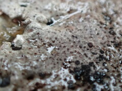 Caloplaca litoricola