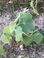 Abutilon theophrasti