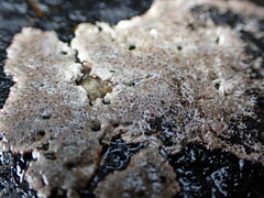 Caloplaca litoricola