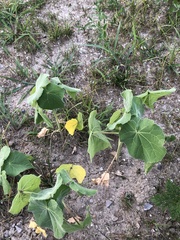 Abutilon theophrasti