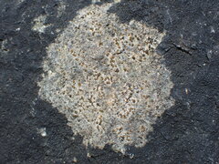 Caloplaca litoricola