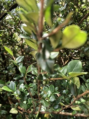 Eurya crenatifolia