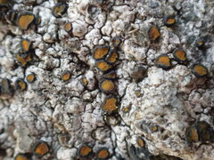 Caloplaca litoricola