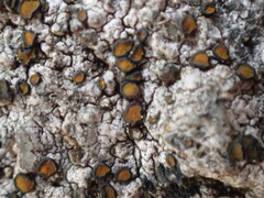 Caloplaca litoricola