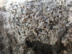 Caloplaca litoricola