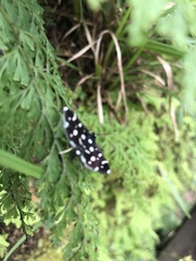Bocchoris inspersalis