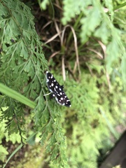 Bocchoris inspersalis