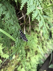 Bocchoris inspersalis