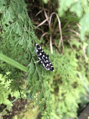 Bocchoris inspersalis