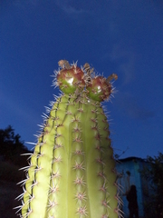 Stenocereus treleasei