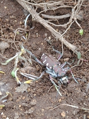 Cicindela restricta