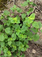 Clinopodium chinense