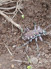 Cicindela restricta