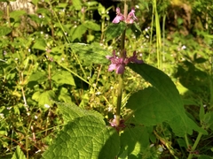 Stachys mexicana