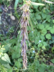 Elymus californicus