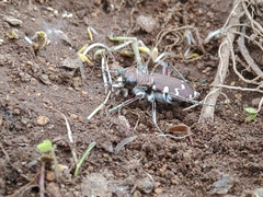 Cicindela restricta