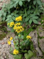 Sinosenecio oldhamianus
