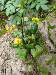 Sinosenecio oldhamianus