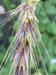 Elymus californicus