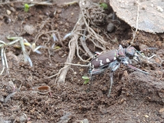 Cicindela restricta