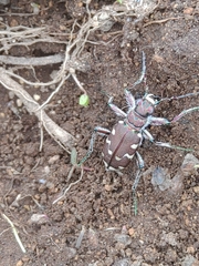 Cicindela restricta