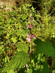 Stachys mexicana