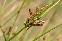Juncus mexicanus